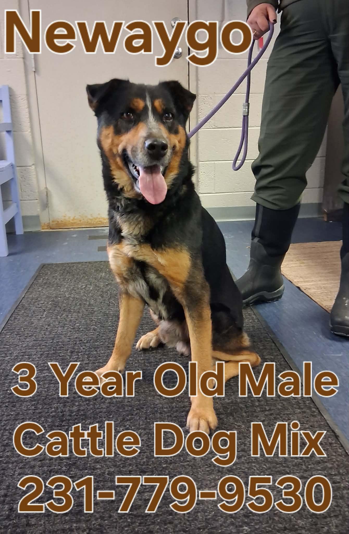 Enlarge NEWAYGO, a ADOPTABLE mixed breed in Cadillac, MI image 1/1