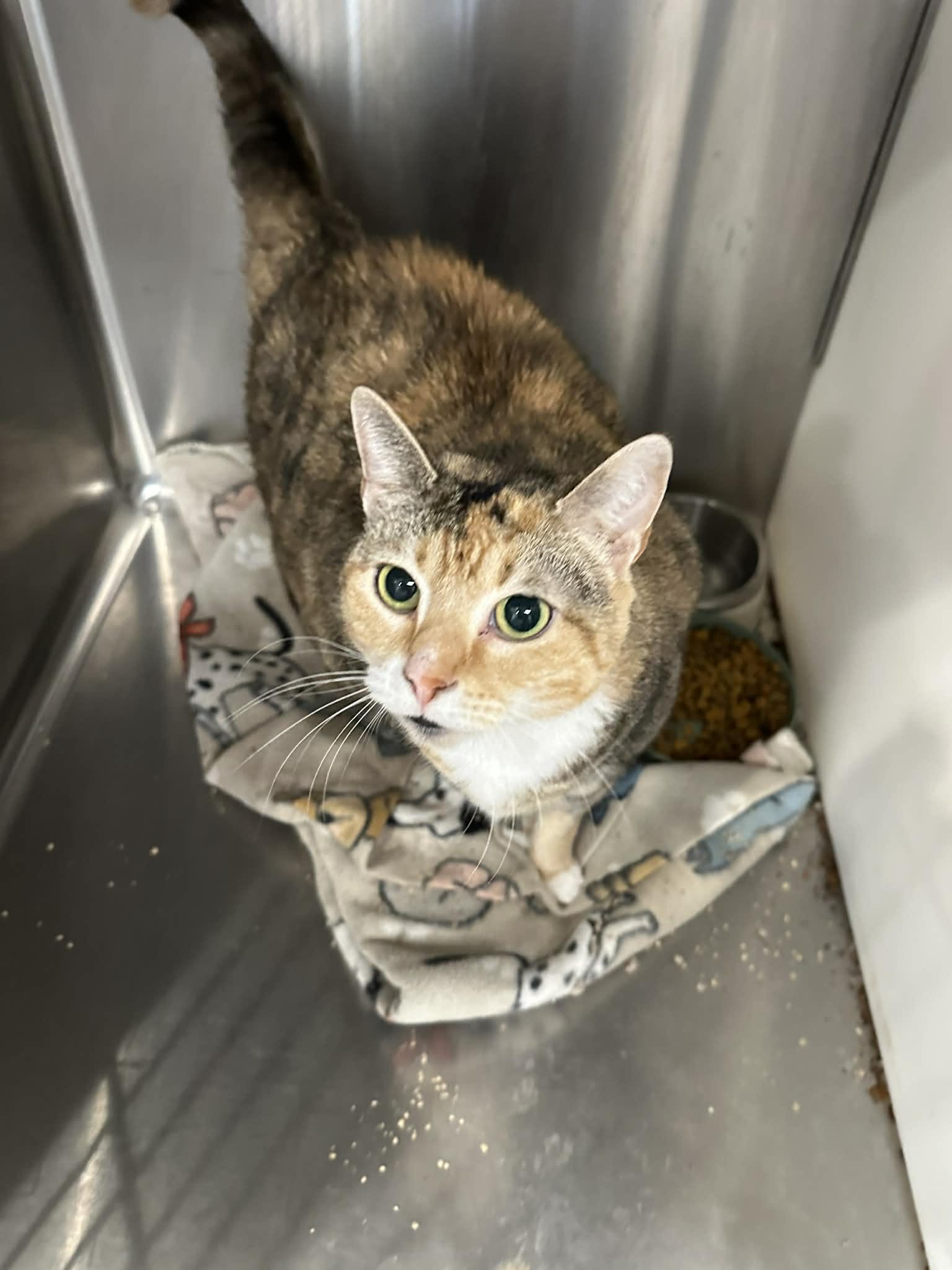 Buttercup, adoptable, Senior Female Domestic Short Hair.