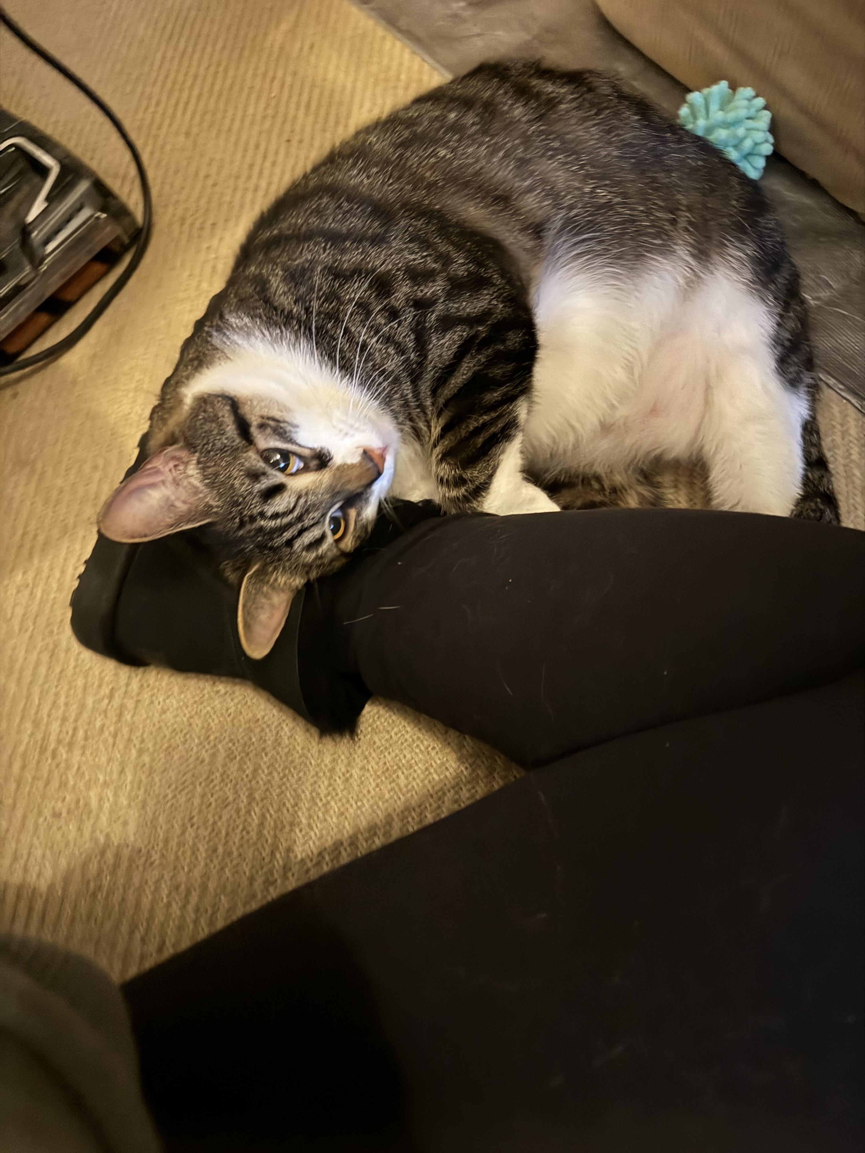 Michaela, a Adoptable Domestic Short Hair in Avondale, PA image 1/4