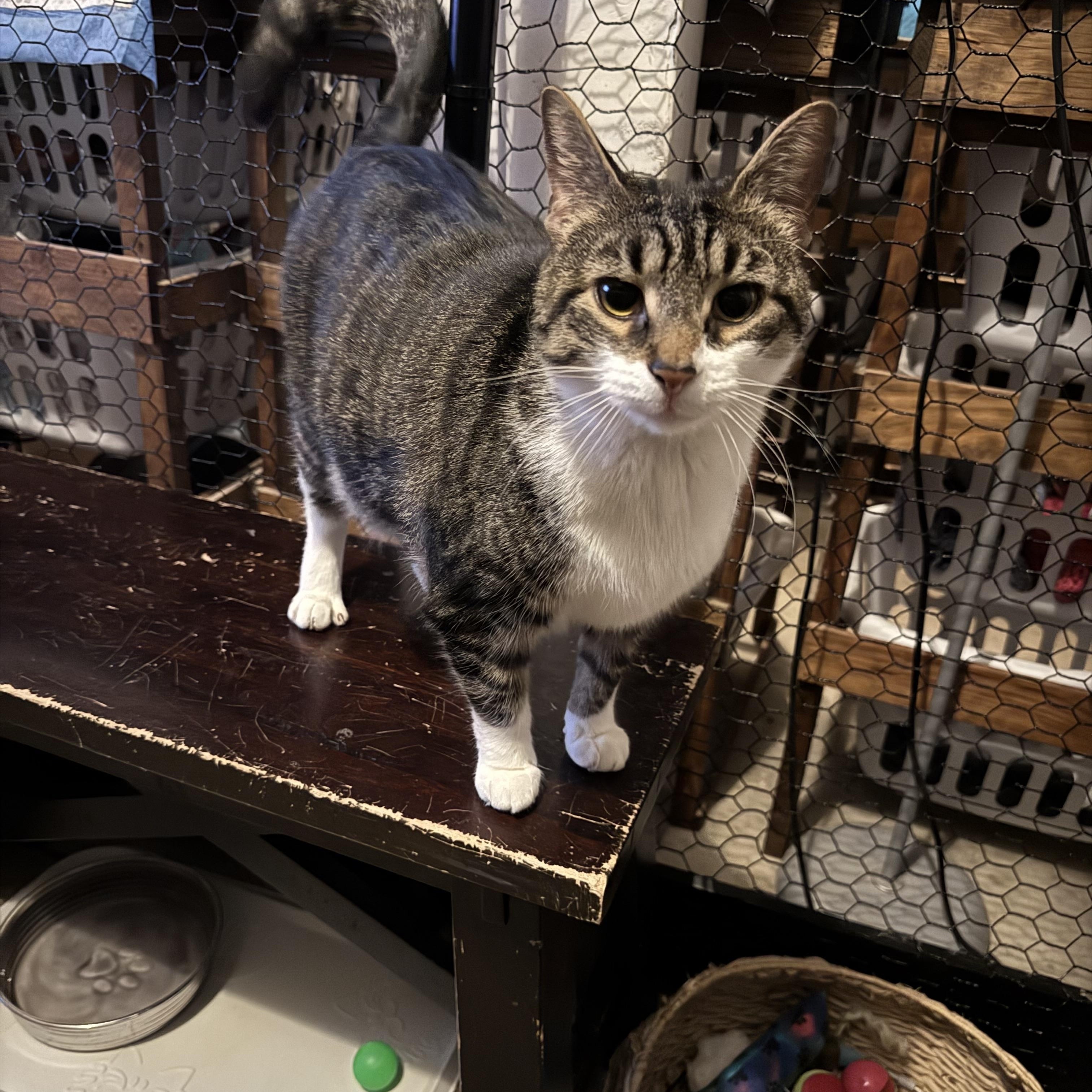 Michaela, a Adoptable Domestic Short Hair in Avondale, PA image 2/4