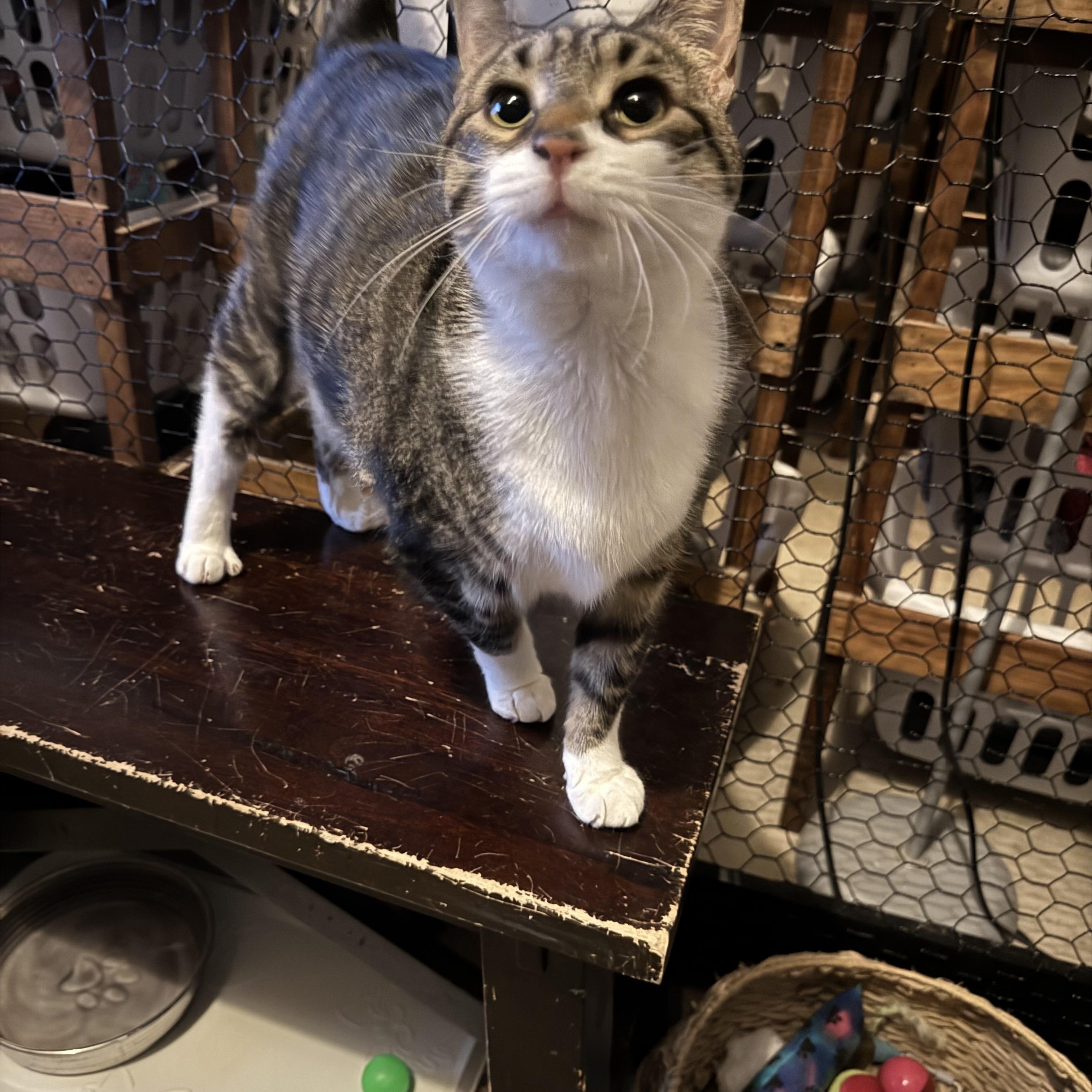 Michaela, a Adoptable Domestic Short Hair in Avondale, PA image 3/4