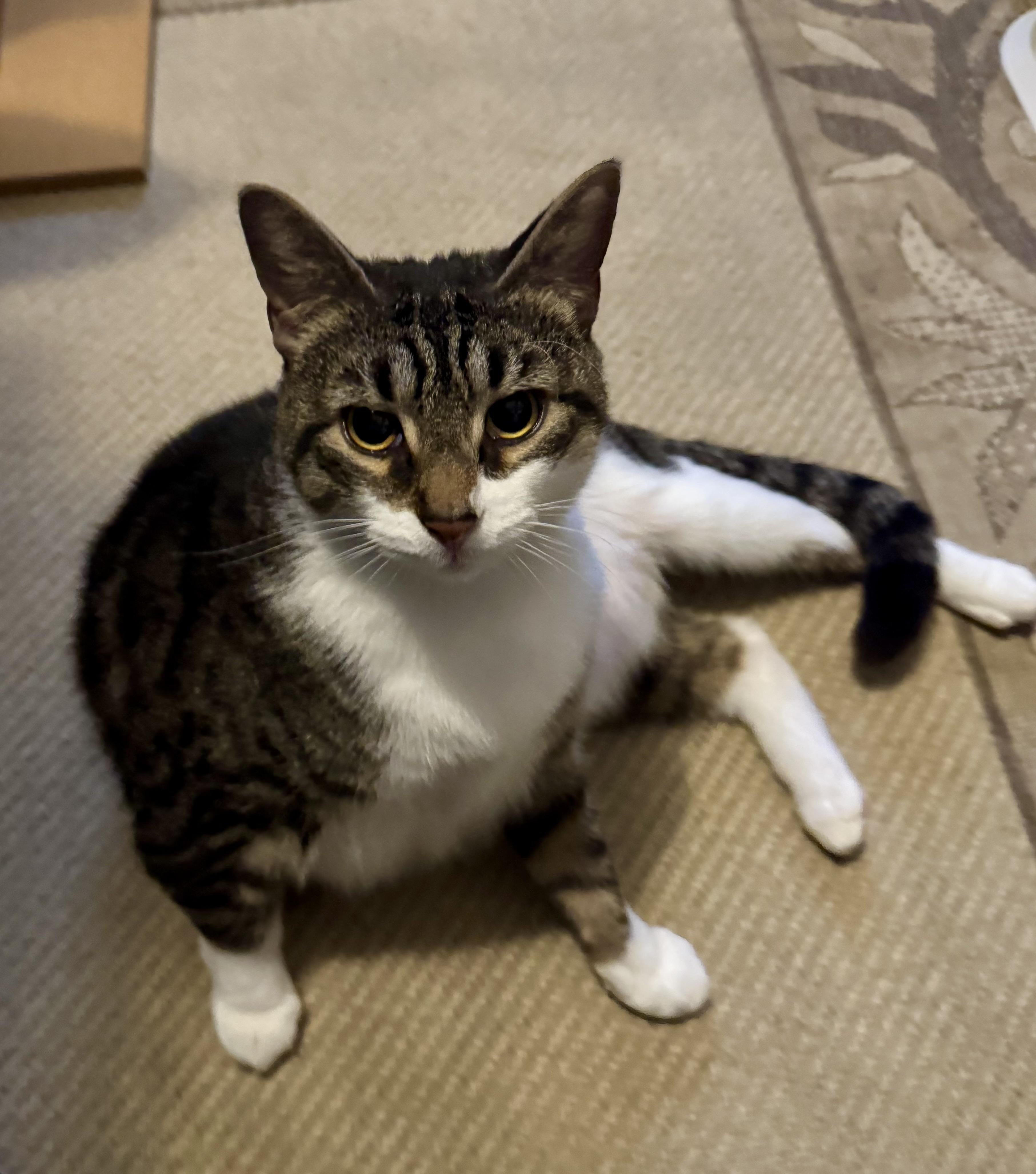 Michaela, a Adoptable Domestic Short Hair in Avondale, PA image 4/4