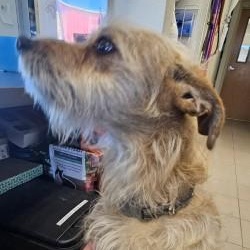 Enlarge Tulio , an adopted Fox Terrier in Edgewood, NM image 2/2