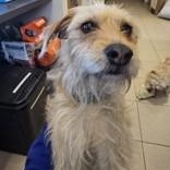 Enlarge Tulio , an adopted Fox Terrier in Edgewood, NM image 1/2