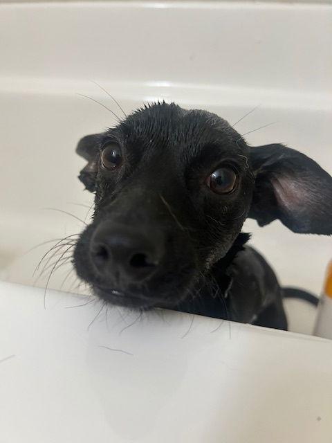 Enlarge KOL, a Adopted mixed breed in Katy, TX image 1/2