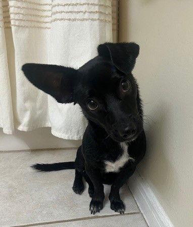 Enlarge KOL, a Adopted mixed breed in Katy, TX image 2/2