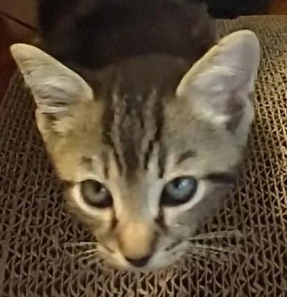 Nyx, Baby Male Tabby
