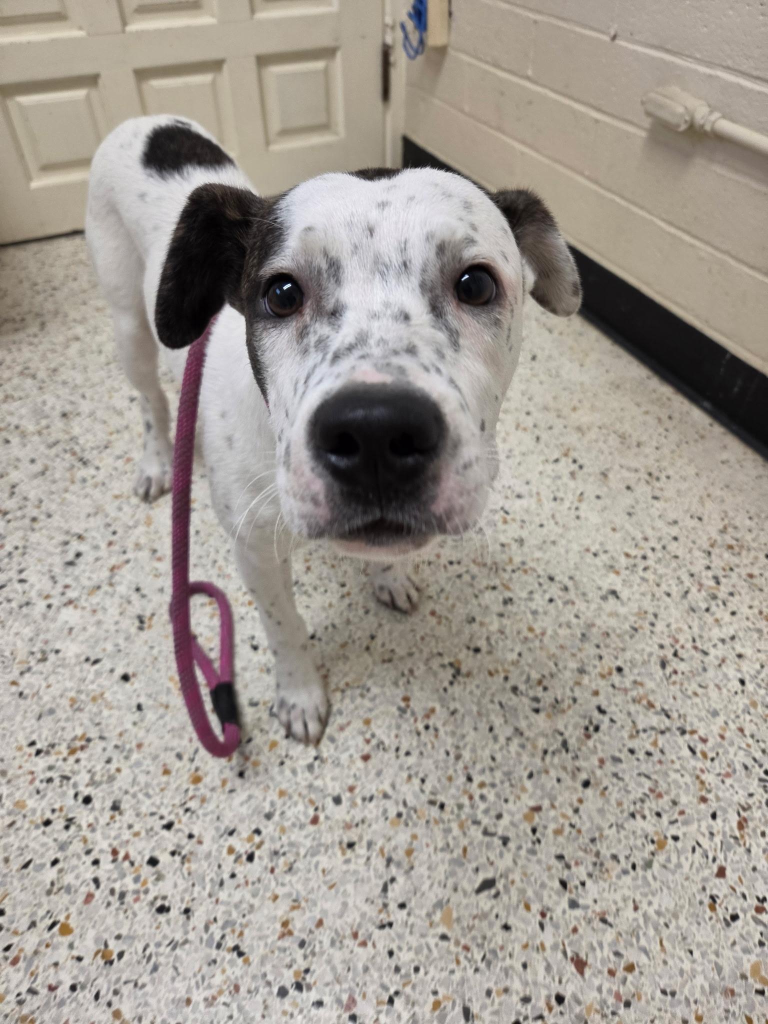 Enlarge Kain30746, a ADOPTABLE mixed breed in Rocky Mount, NC image 3/4