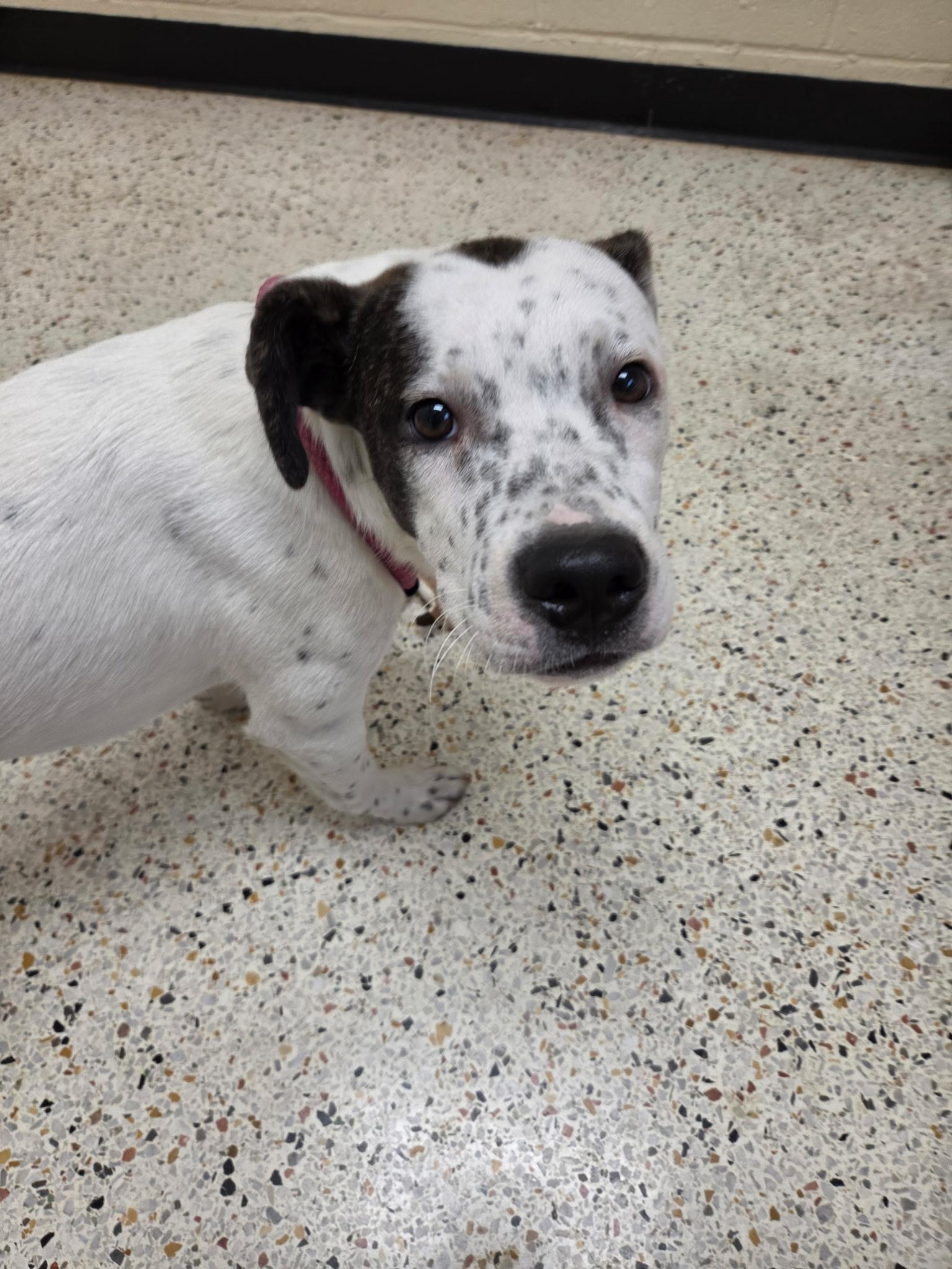 Enlarge Kain30746, a ADOPTABLE mixed breed in Rocky Mount, NC image 2/4