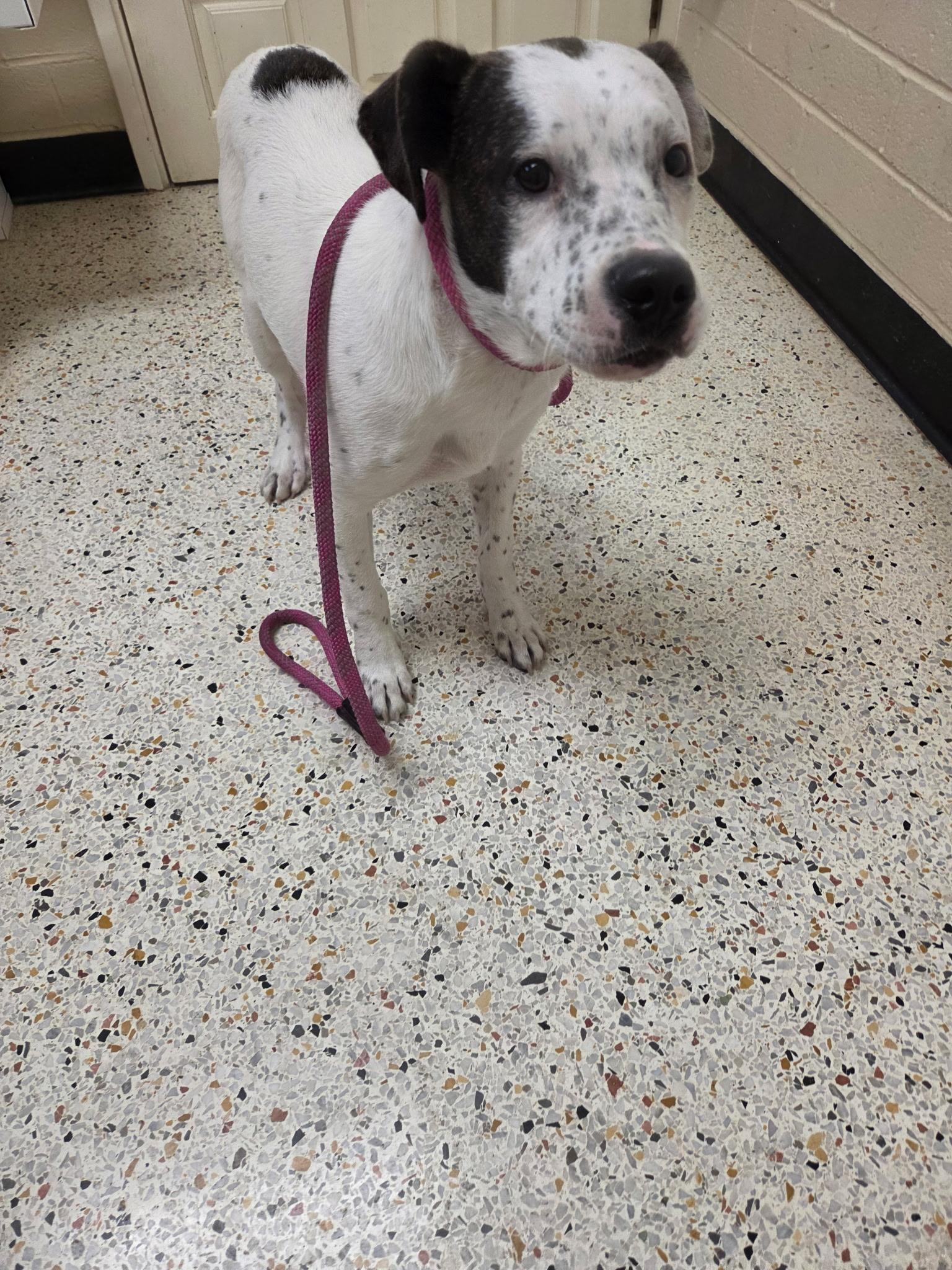 Enlarge Kain30746, a ADOPTABLE mixed breed in Rocky Mount, NC image 4/4