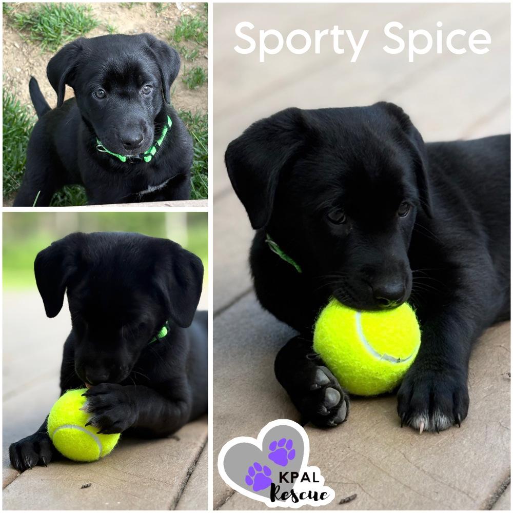 Sporty Spice - Spice Girls Litter, Adoptable, Puppy Female Mixed Breed & Mixed Breed.