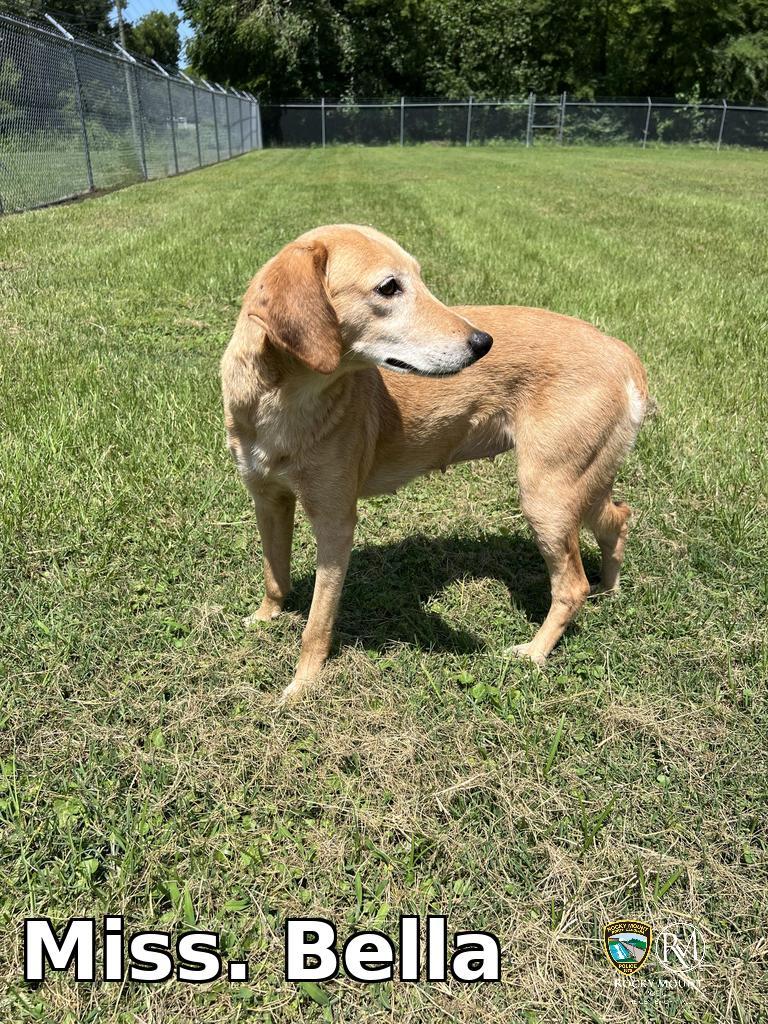 Miss. Bella, a Adoptable Hound in Rocky Mount, NC image 1/3