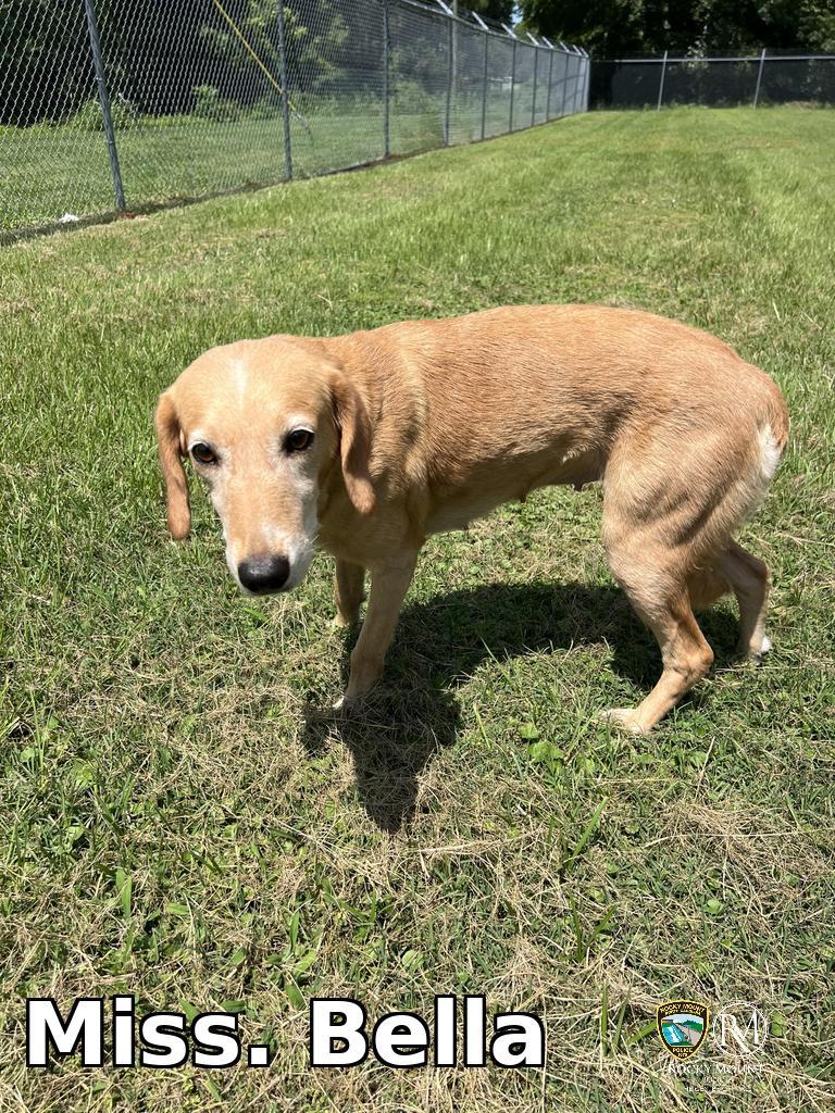 Miss. Bella, a Adoptable Hound in Rocky Mount, NC image 2/3