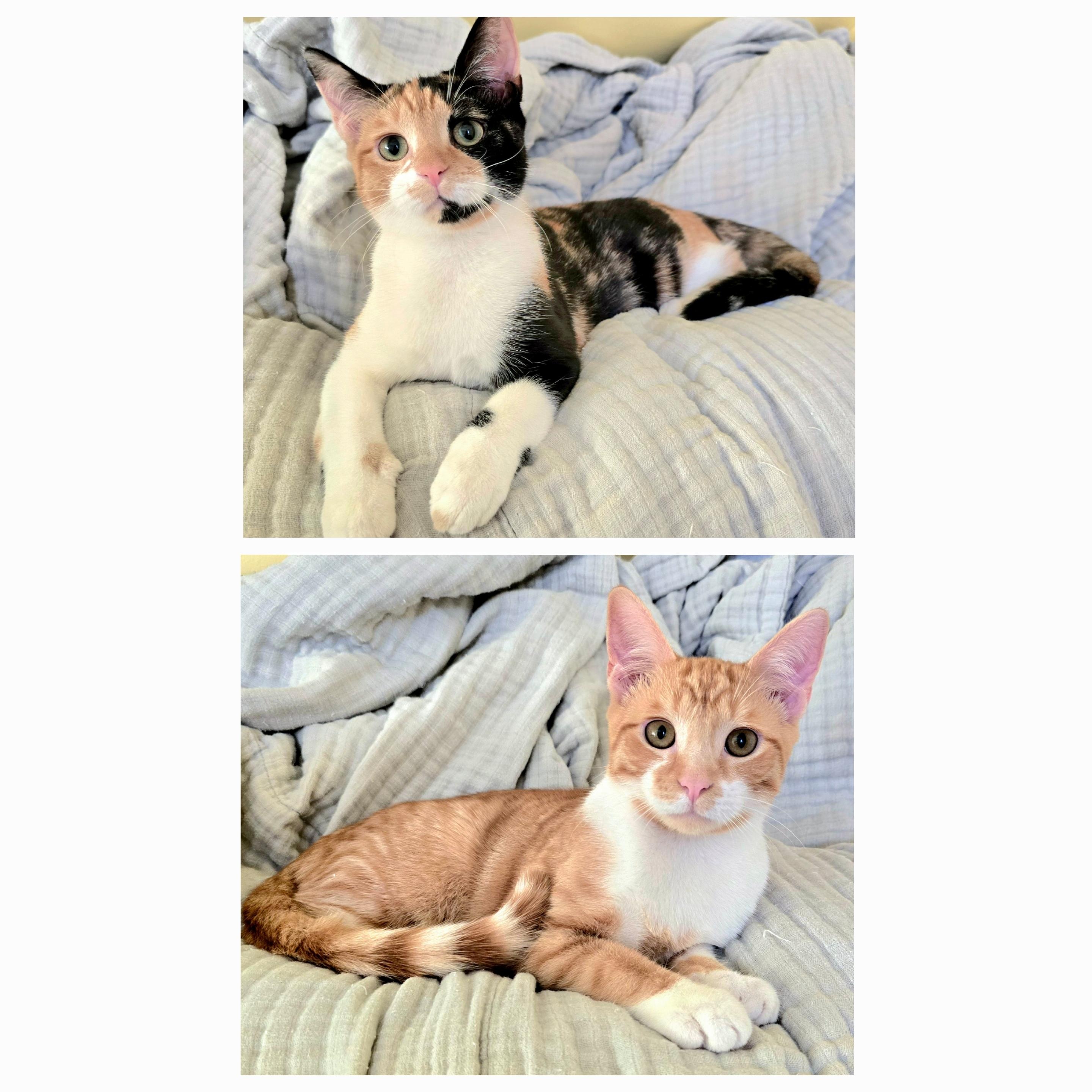 Carmen & Cruz, ADOPTABLE, Young Female Domestic Short Hair.