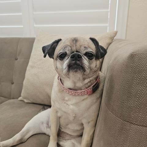 Enlarge Lulu, a ADOPTABLE Pug in Mesa, AZ image 2/2