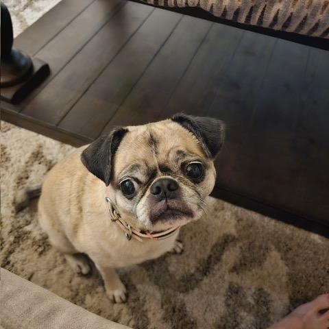 Lulu, ADOPTABLE, Adult Female Pug.