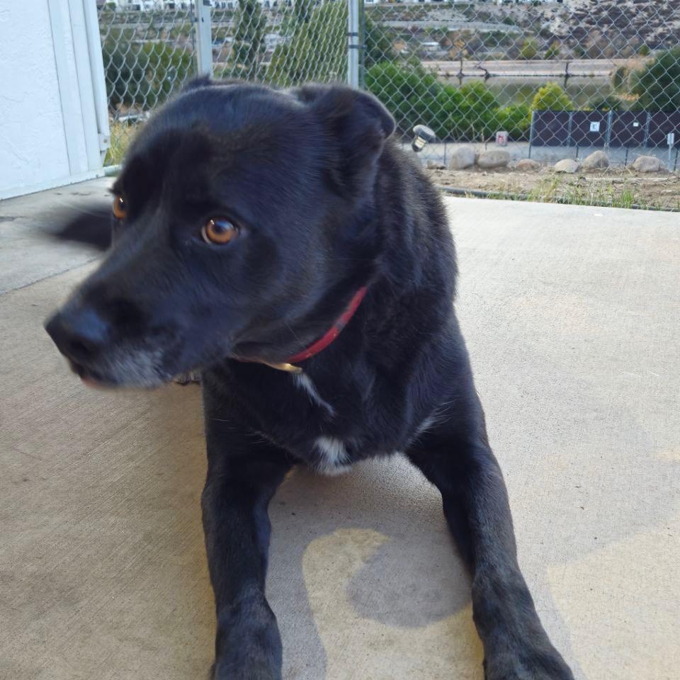 Luka, Adoptable, Adult Male Black Labrador Retriever.