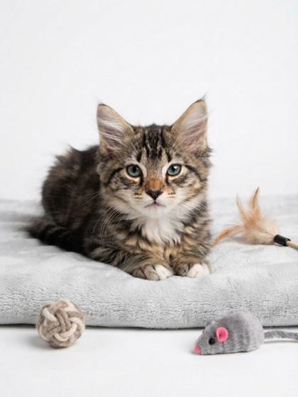 Enlarge Pinky, a Adoptable mixed breed in Cumming, GA image 1/1