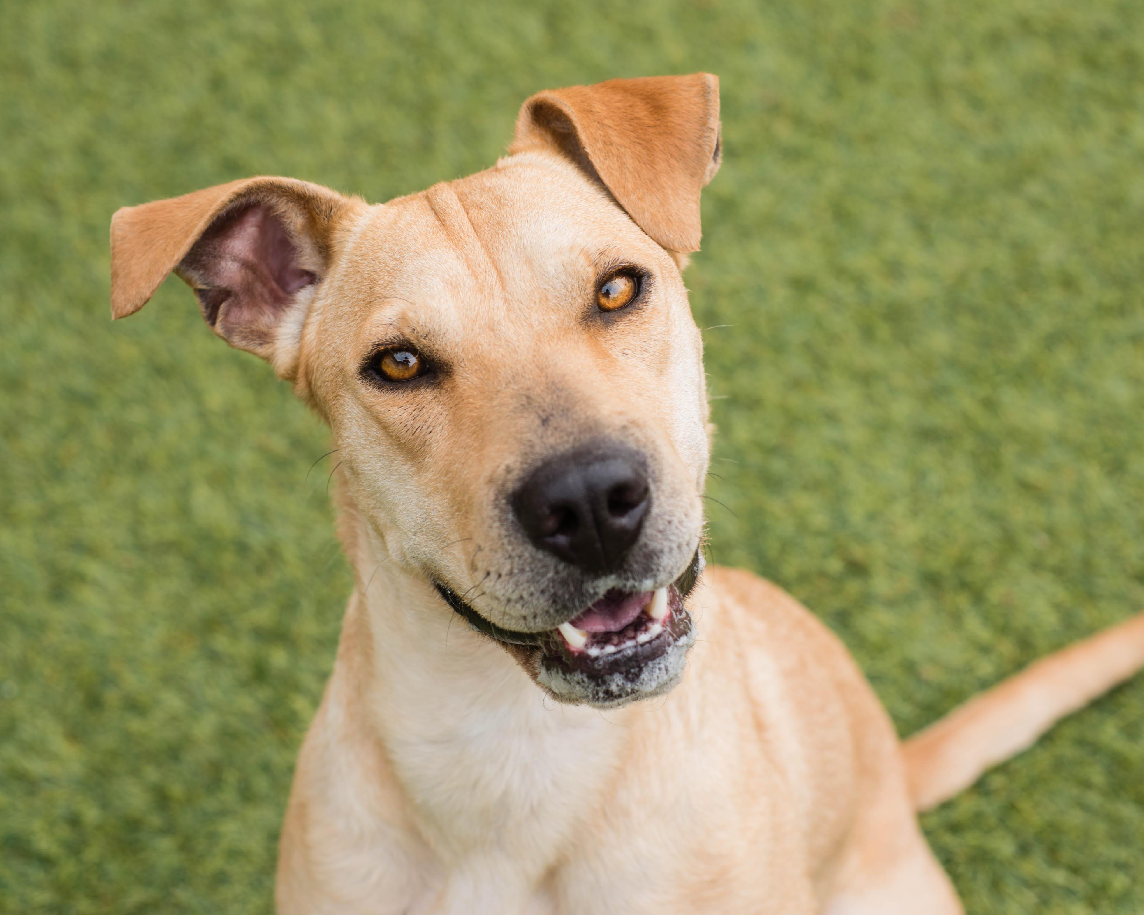Roxie, Adopted, Adult Female Labrador Retriever & Shar-Pei.