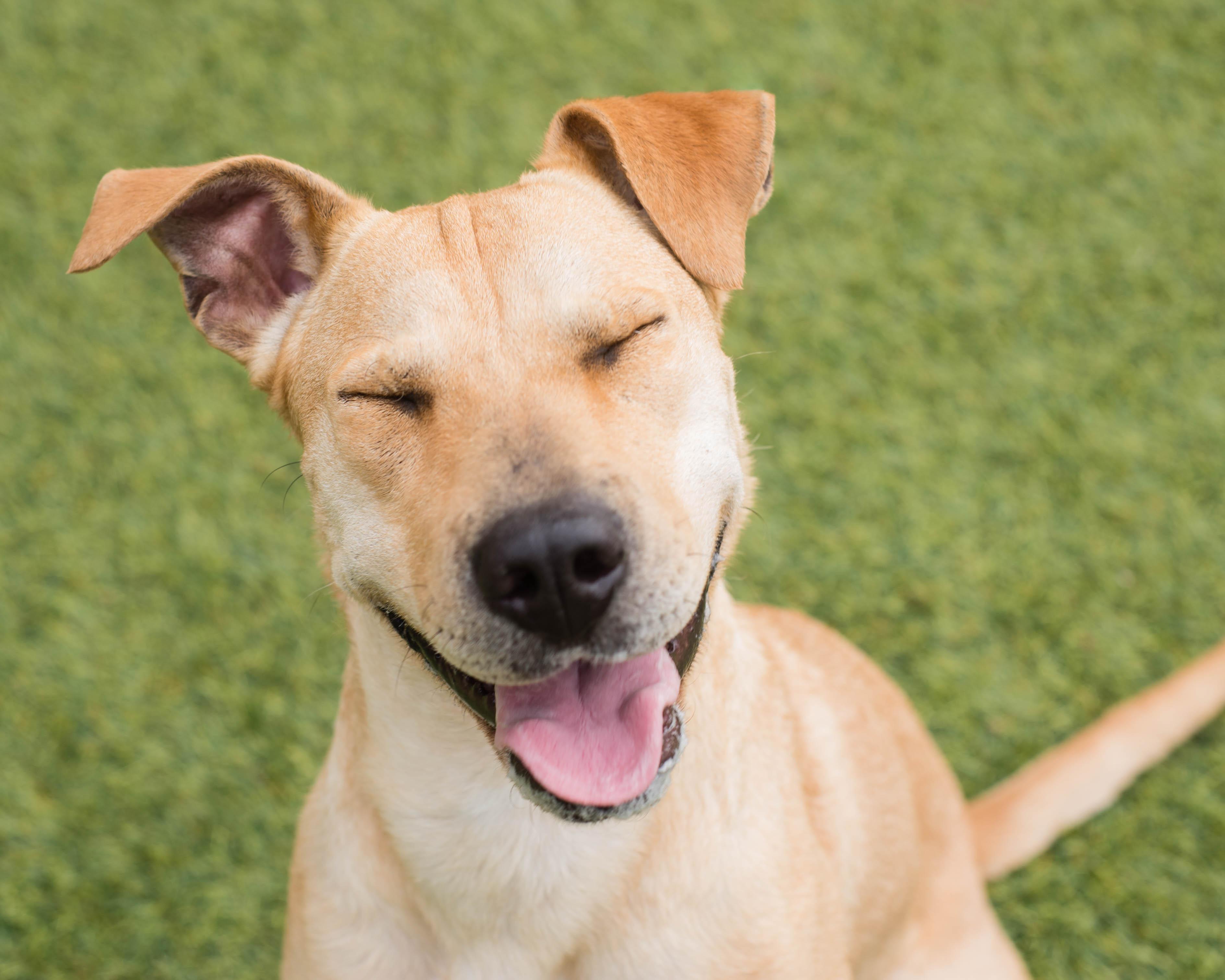 Enlarge Roxie, a Adopted mixed breed in Mont Belvieu, TX image 3/3