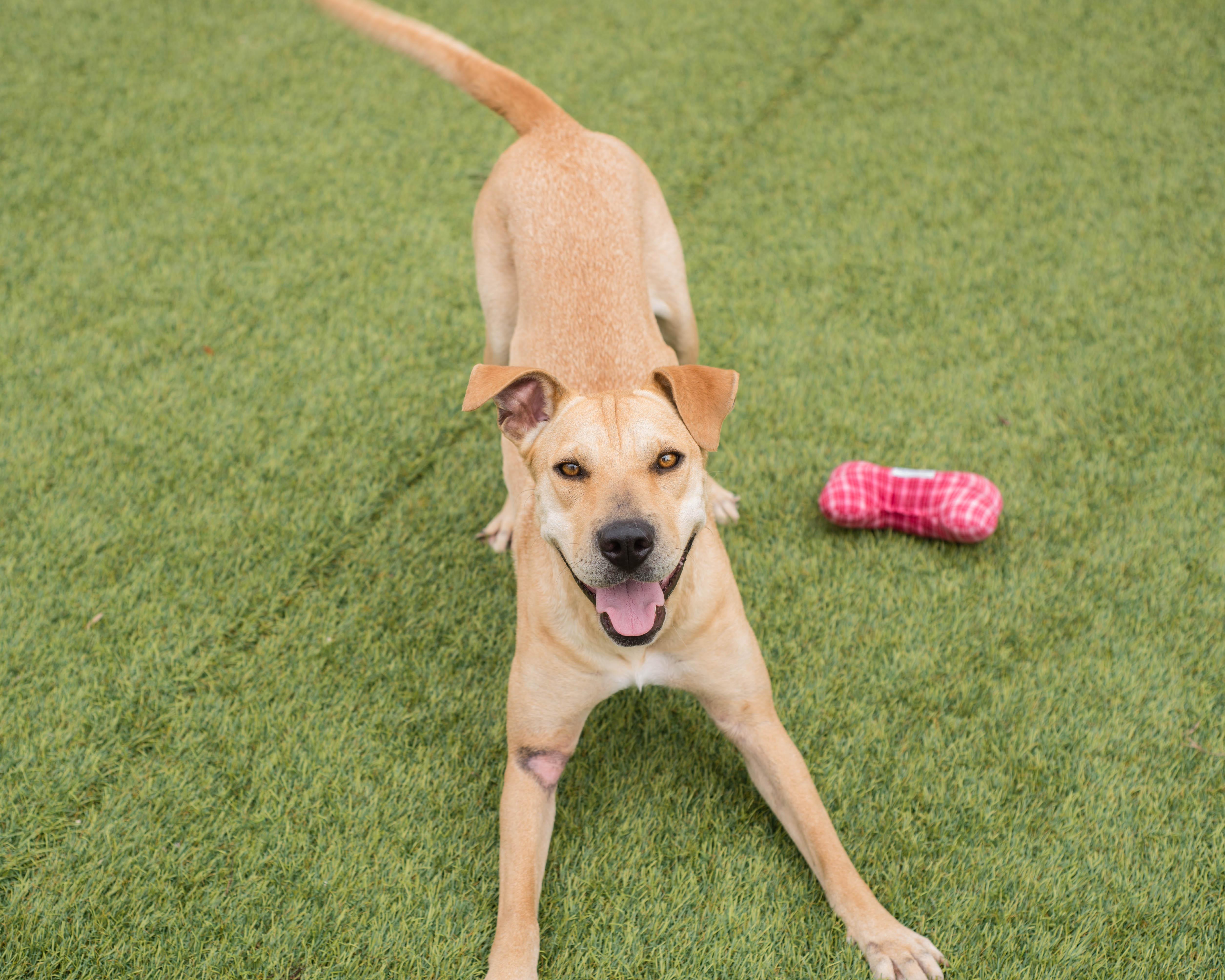 Enlarge Roxie, a Adopted mixed breed in Mont Belvieu, TX image 2/3