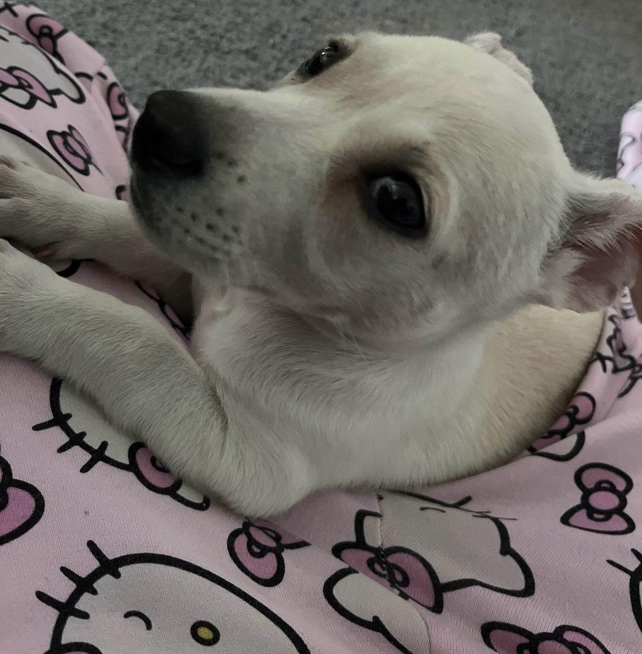 Enlarge Ruby Sue, a Adoptable Mixed Breed in Cliffwood, NJ image 2/2