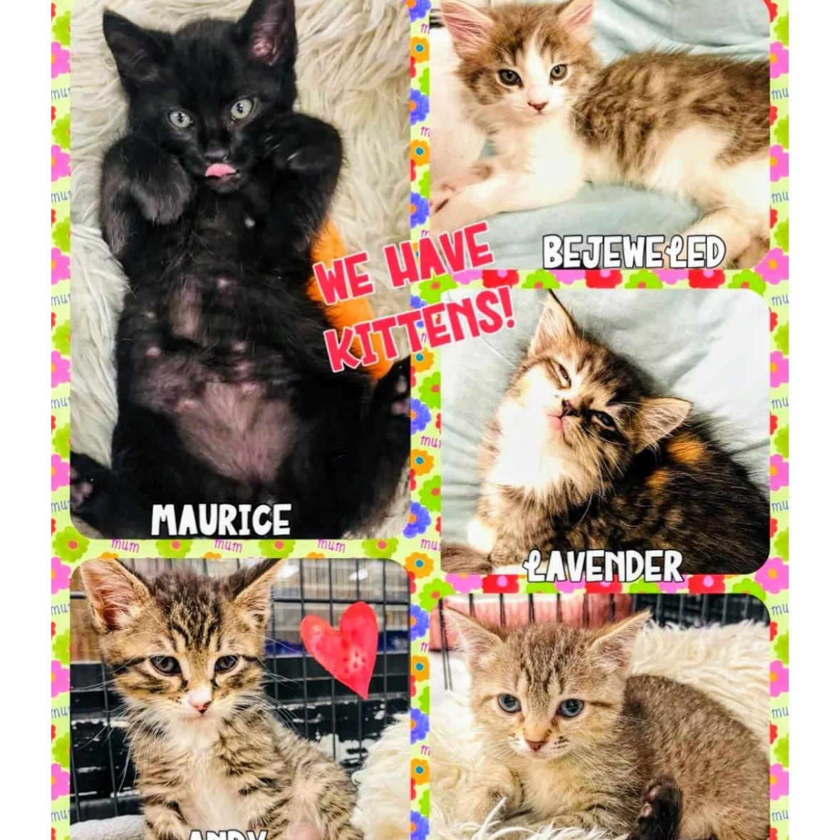 Cat for adoption KITTENS GALORE, a Domestic Short Hair in San Juan