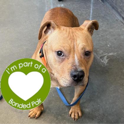 Tank, Adoptable, Young Male Mixed Breed & Mixed Breed.