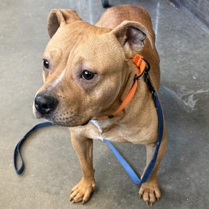 Enlarge Tank, a Adoptable mixed breed in Janesville, WI image 2/2