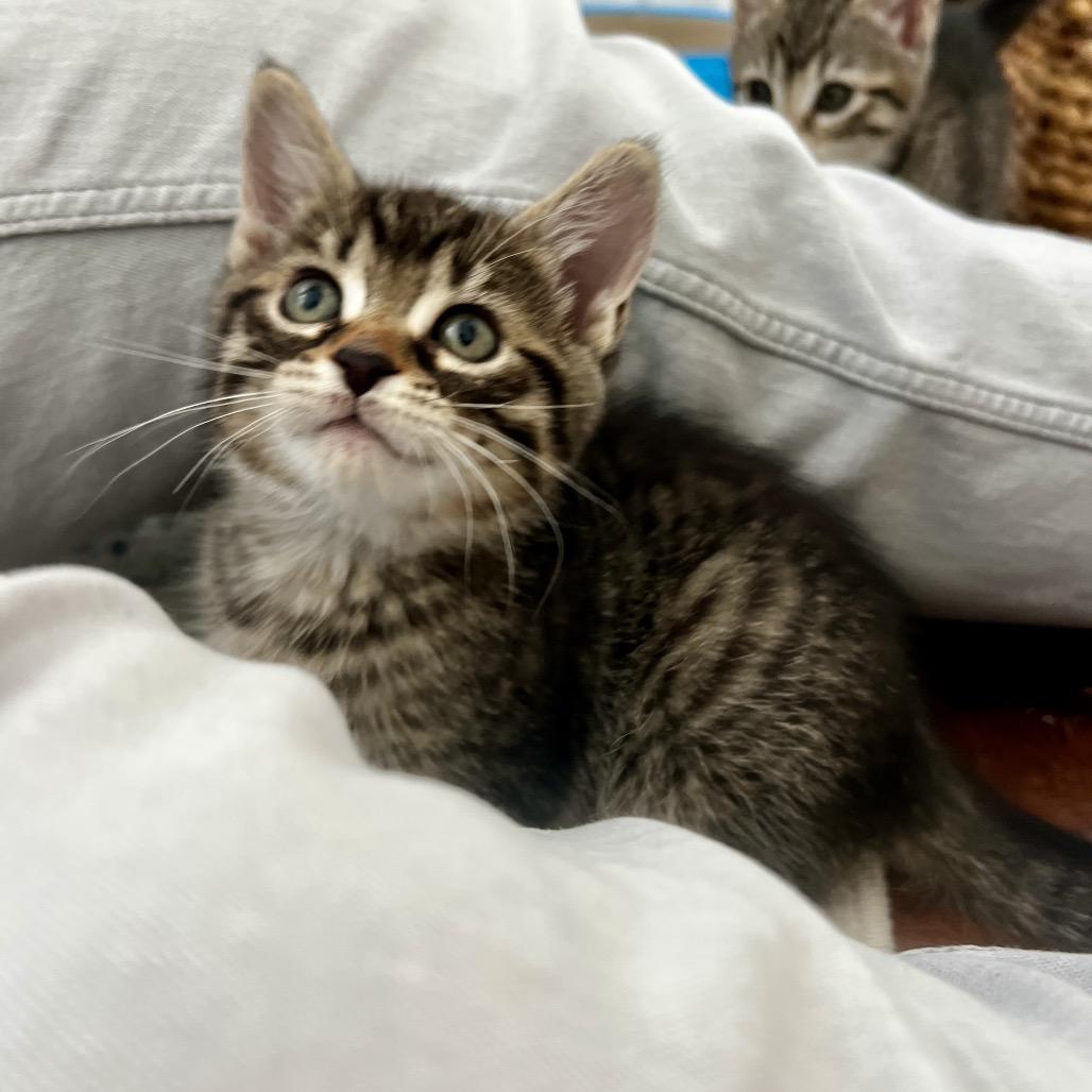 Baby Guinnes, Adoptable, Kitten Female Domestic Short Hair.
