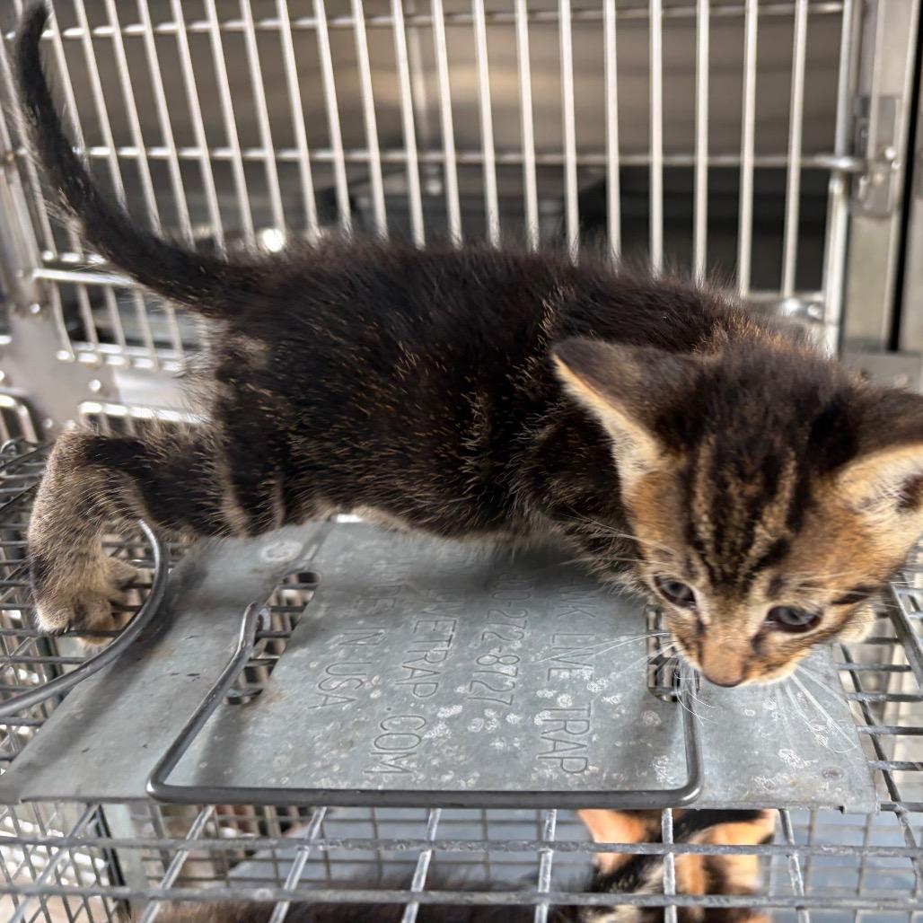 Enlarge Fitzy, a Adoptable Domestic Short Hair in Edinburg, TX image 1/6