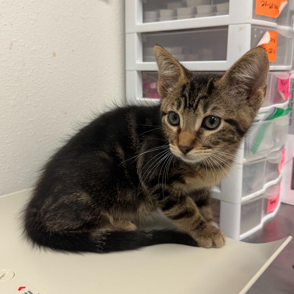 Enlarge Fitzy, a Adoptable Domestic Short Hair in Edinburg, TX image 2/6