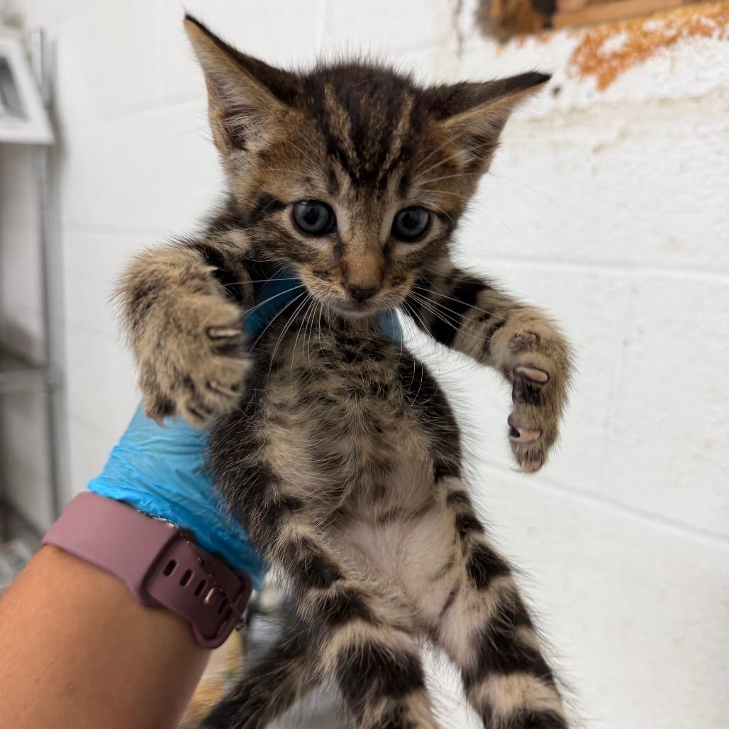 Enlarge Fitzy, a Adoptable Domestic Short Hair in Edinburg, TX image 3/6