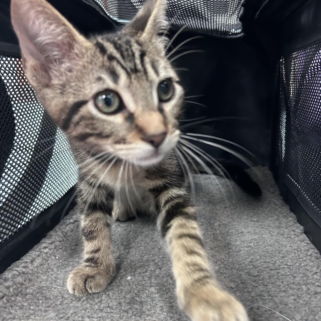 Enlarge Fitzy, a Adoptable Domestic Short Hair in Edinburg, TX image 4/6