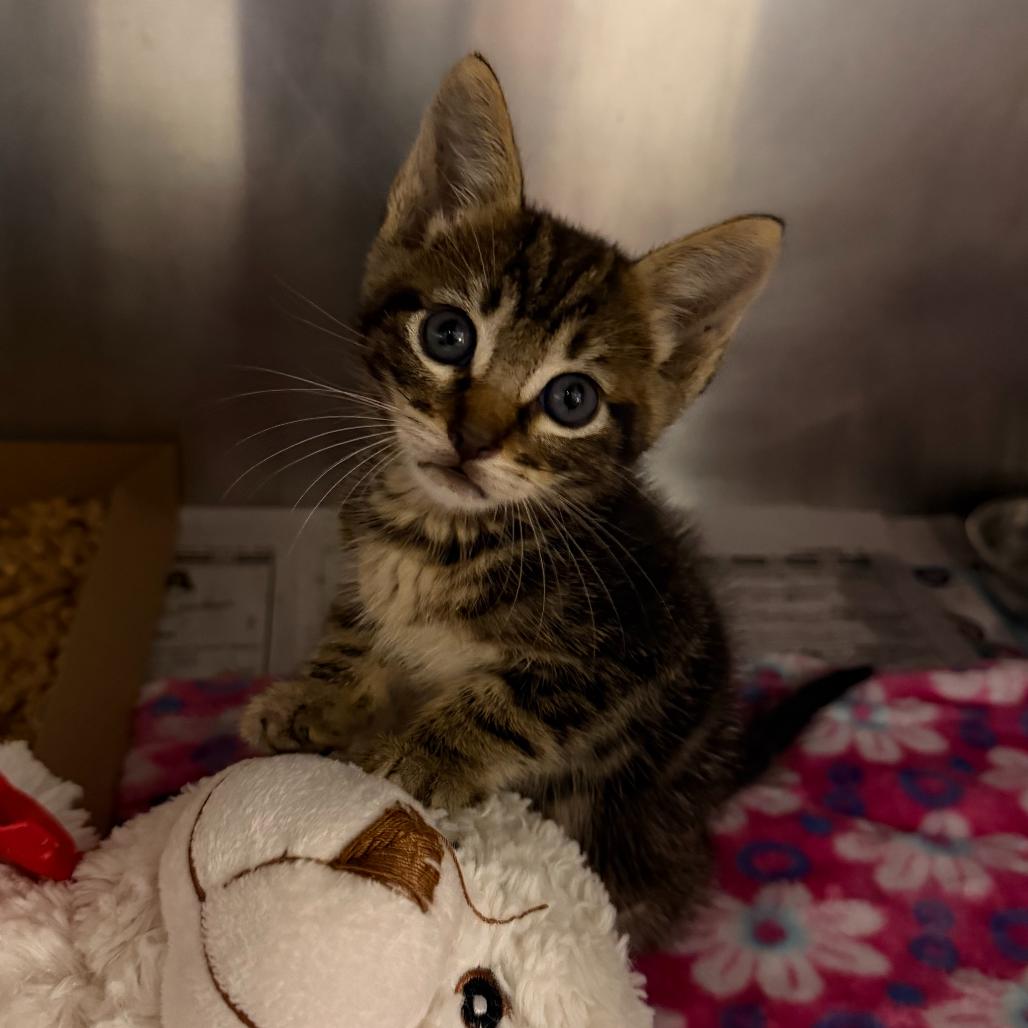 Enlarge Fitzy, a Adoptable Domestic Short Hair in Edinburg, TX image 5/6