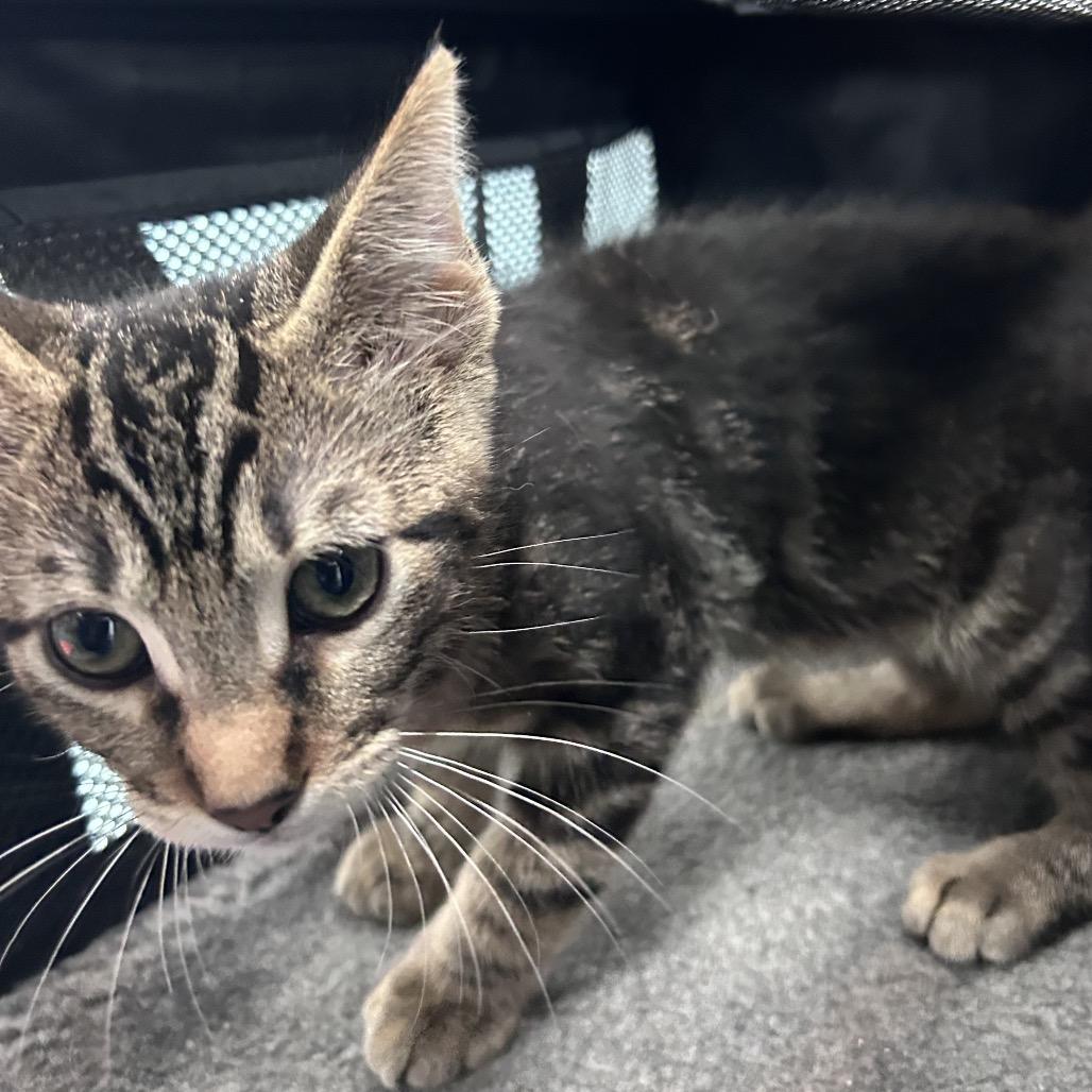 Enlarge Fitzy, a Adoptable Domestic Short Hair in Edinburg, TX image 6/6