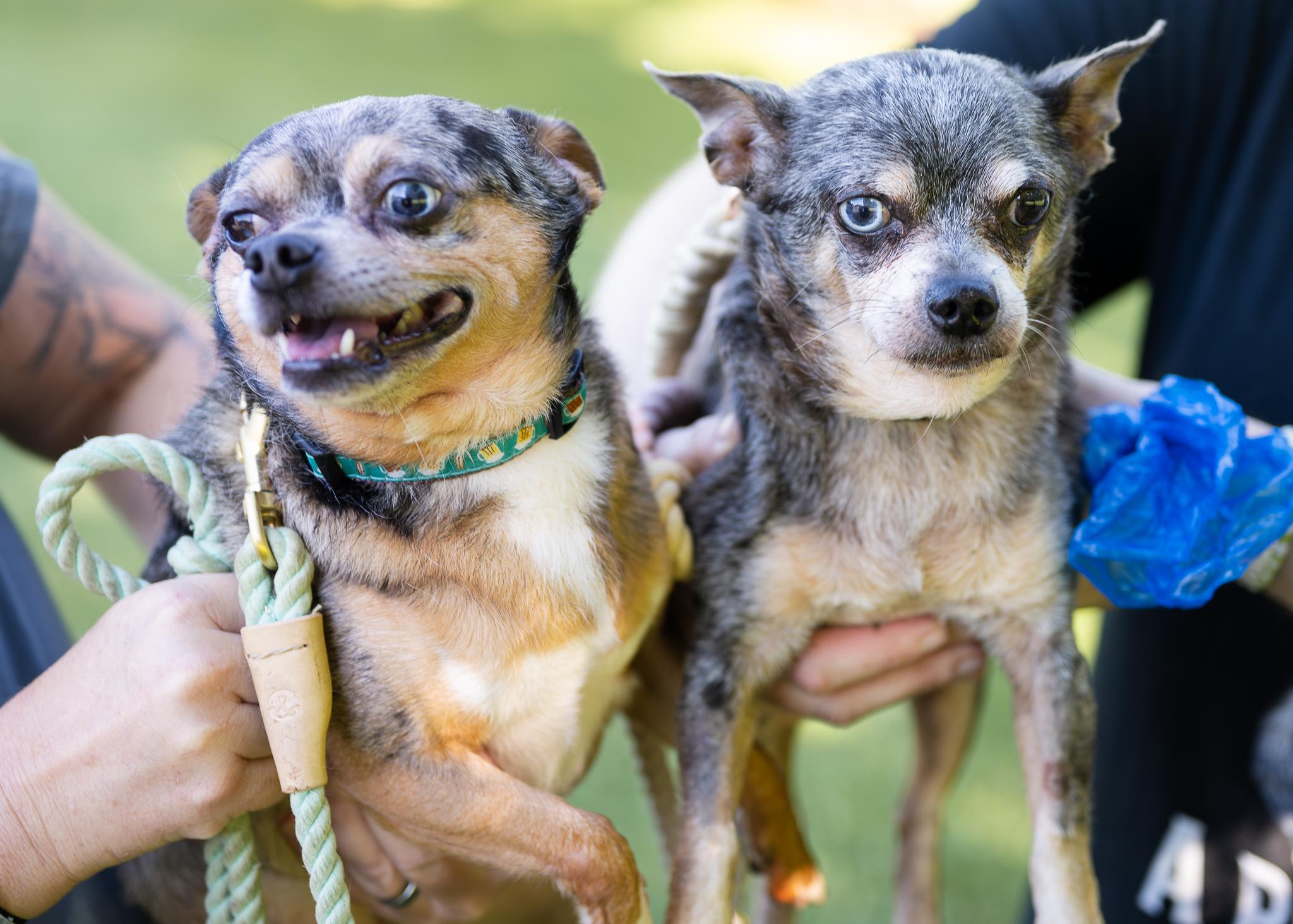 Enlarge Tucker and Moto (Bonded Pair), a Adopted Chihuahua in Berryville, VA image 1/1