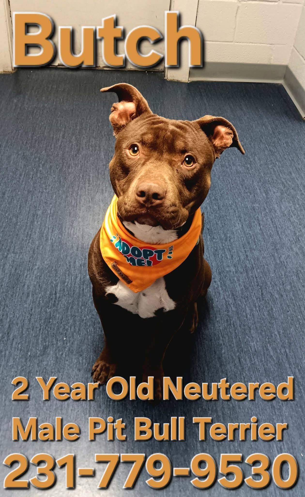 Enlarge BUTCH, a Adoptable Pit Bull Terrier in Cadillac, MI image 1/2