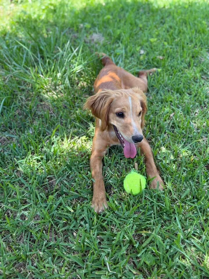 Skye, an adopted Cocker Spaniel in Lake City, FL image 3/4