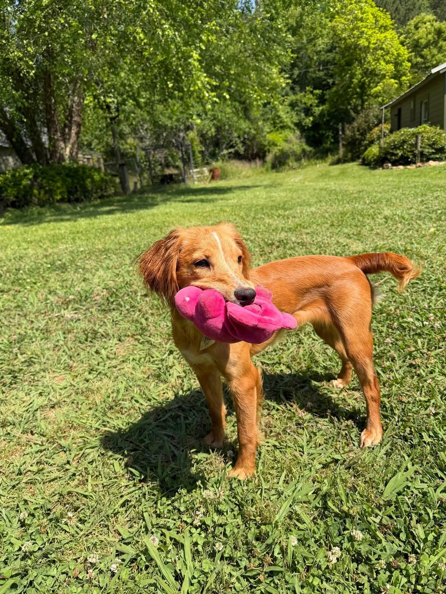 Skye, an adopted Cocker Spaniel in Lake City, FL image 4/4