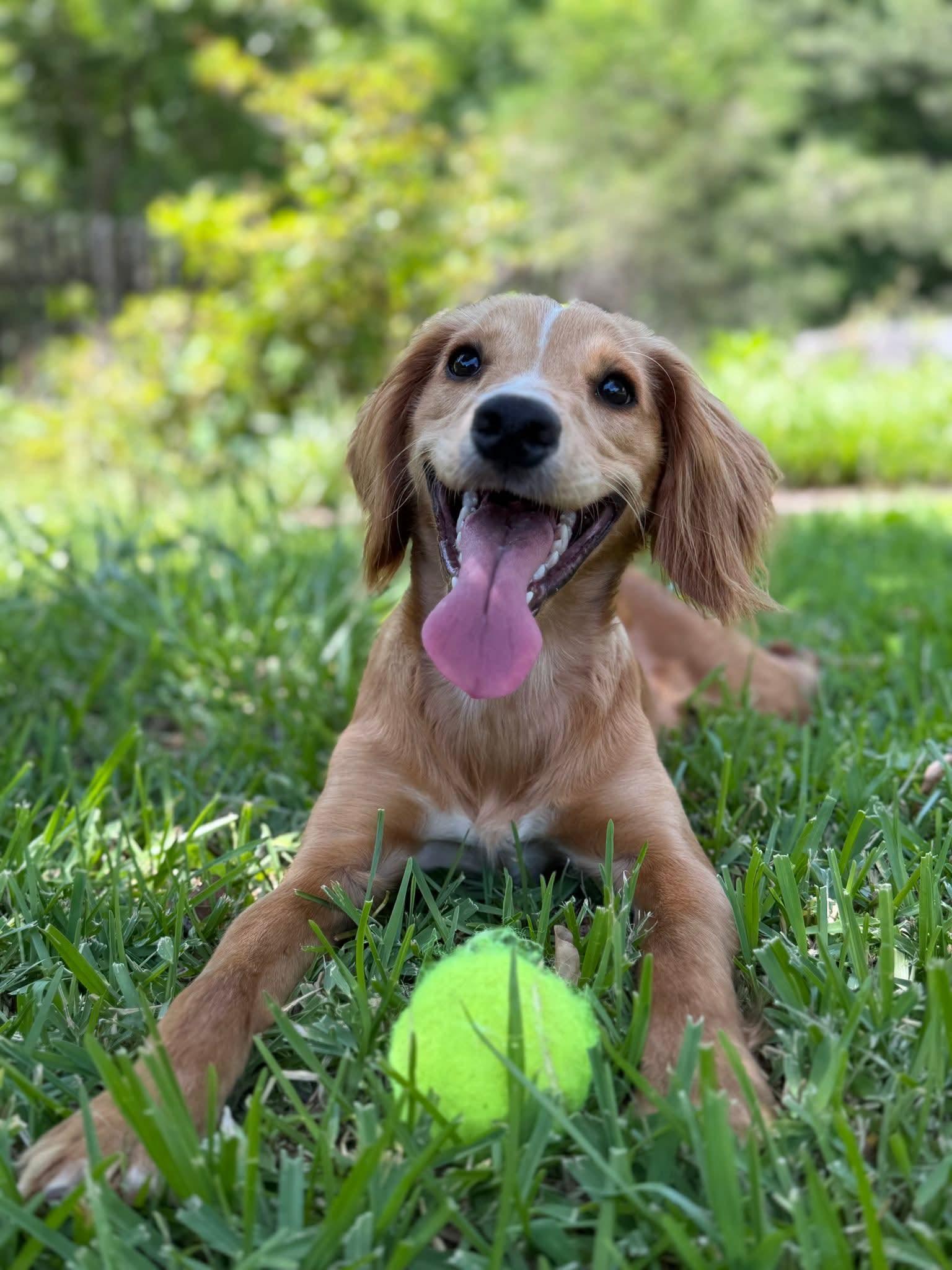Skye, an adopted Cocker Spaniel in Lake City, FL image 1/4