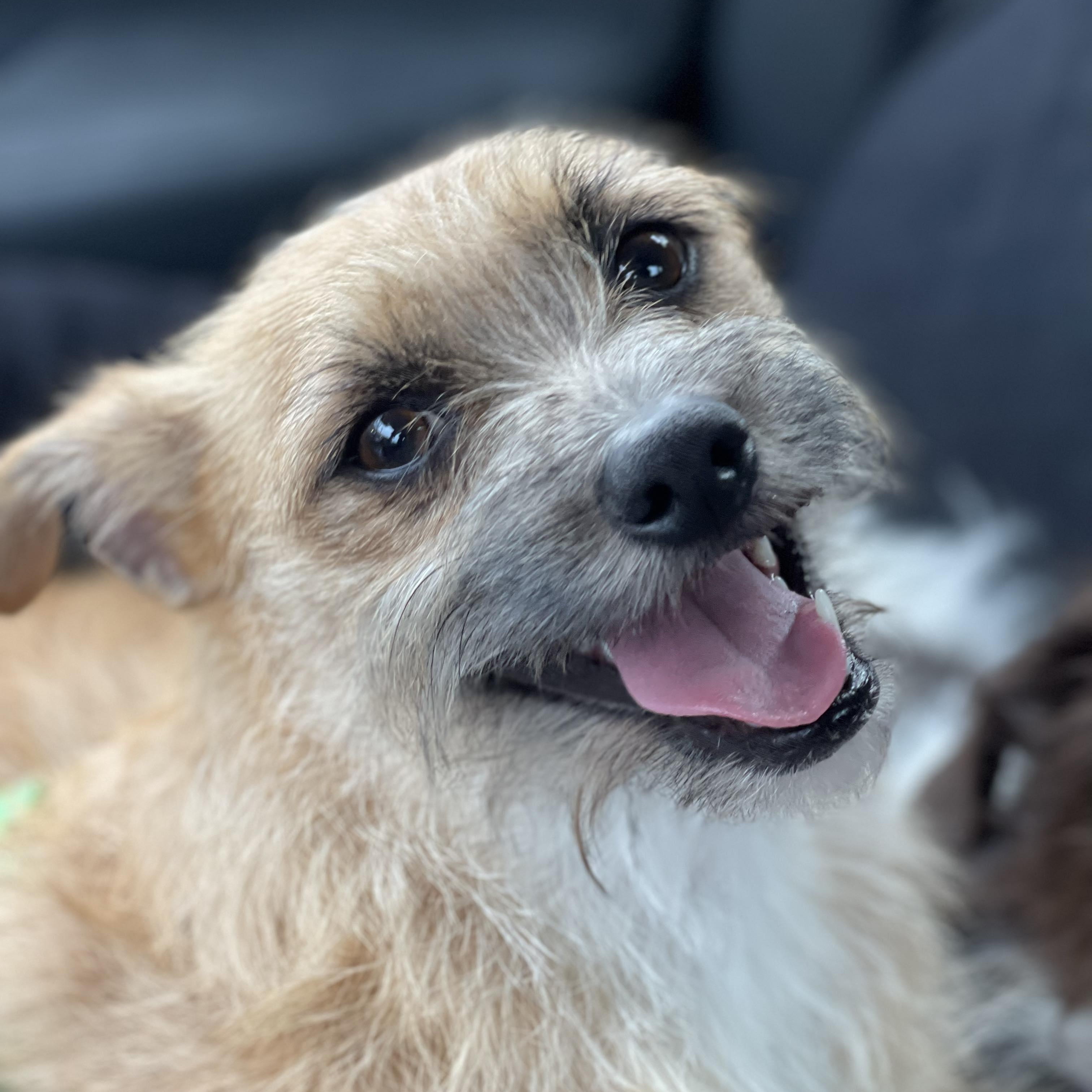 DEXTER 1 yr 10 lbs, ADOPTABLE, Adult Male Norwich Terrier.