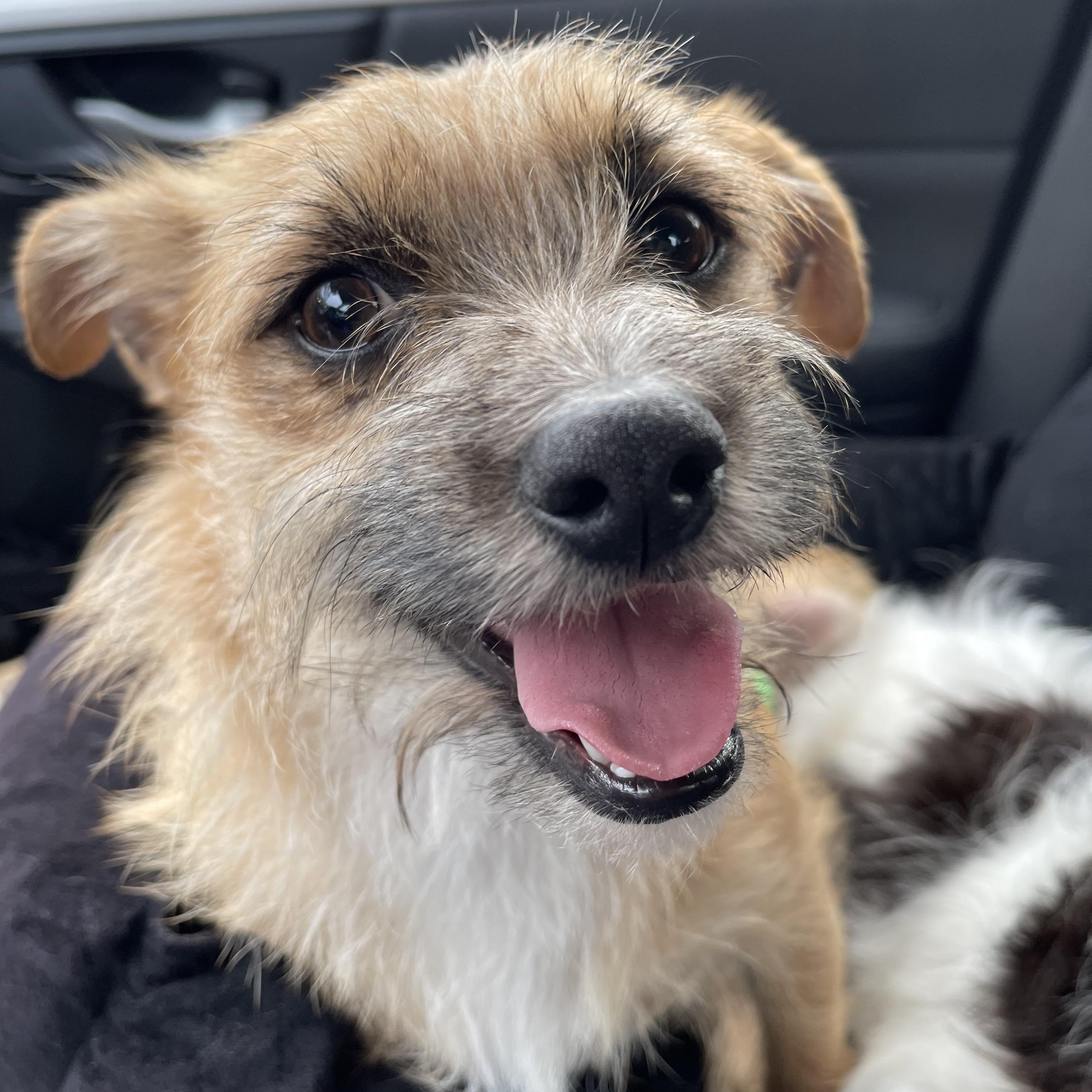 Enlarge DEXTER 1 yr 10 lbs, a ADOPTABLE mixed breed in san diego, CA image 4/4