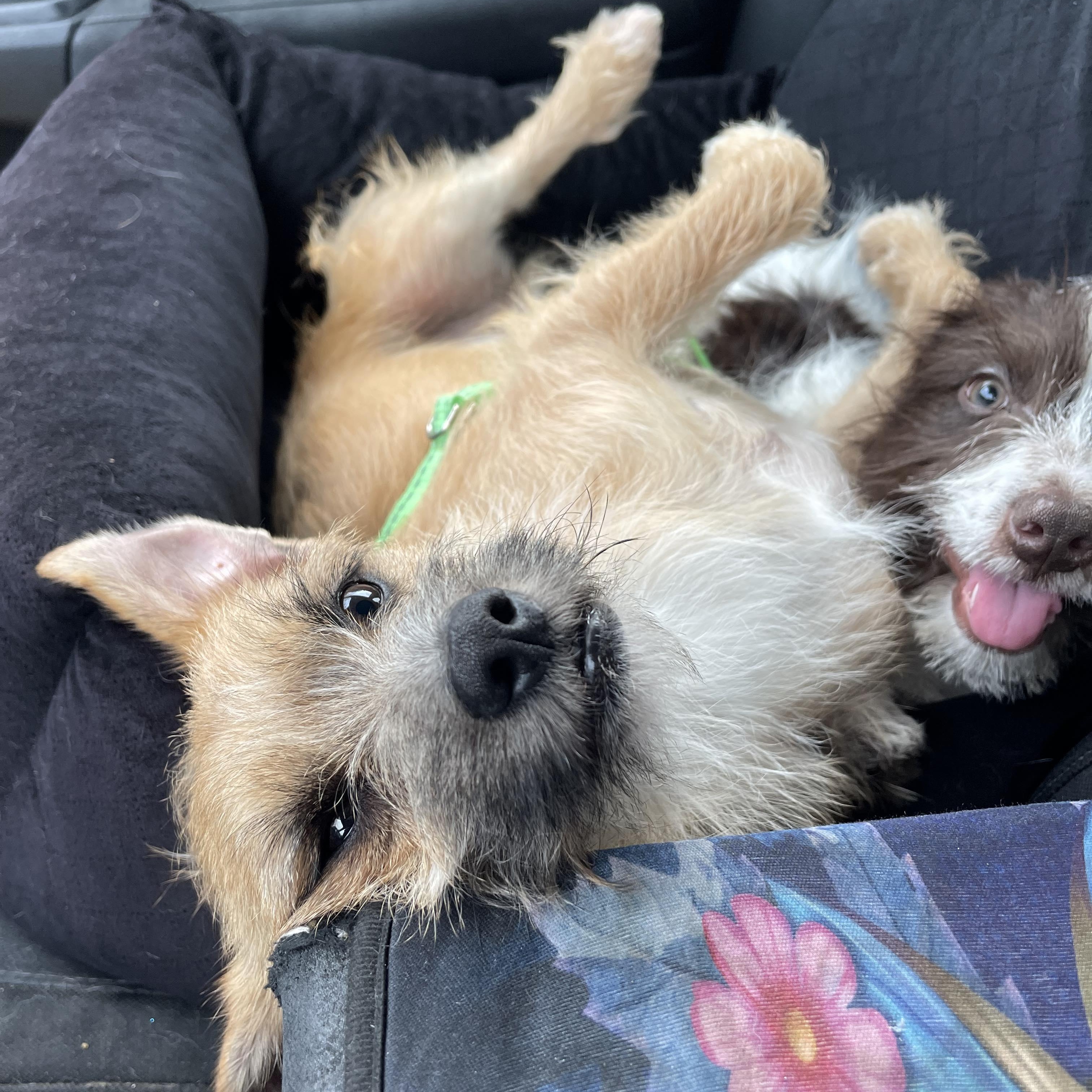 Enlarge DEXTER 1 yr 10 lbs, a ADOPTABLE mixed breed in san diego, CA image 2/4