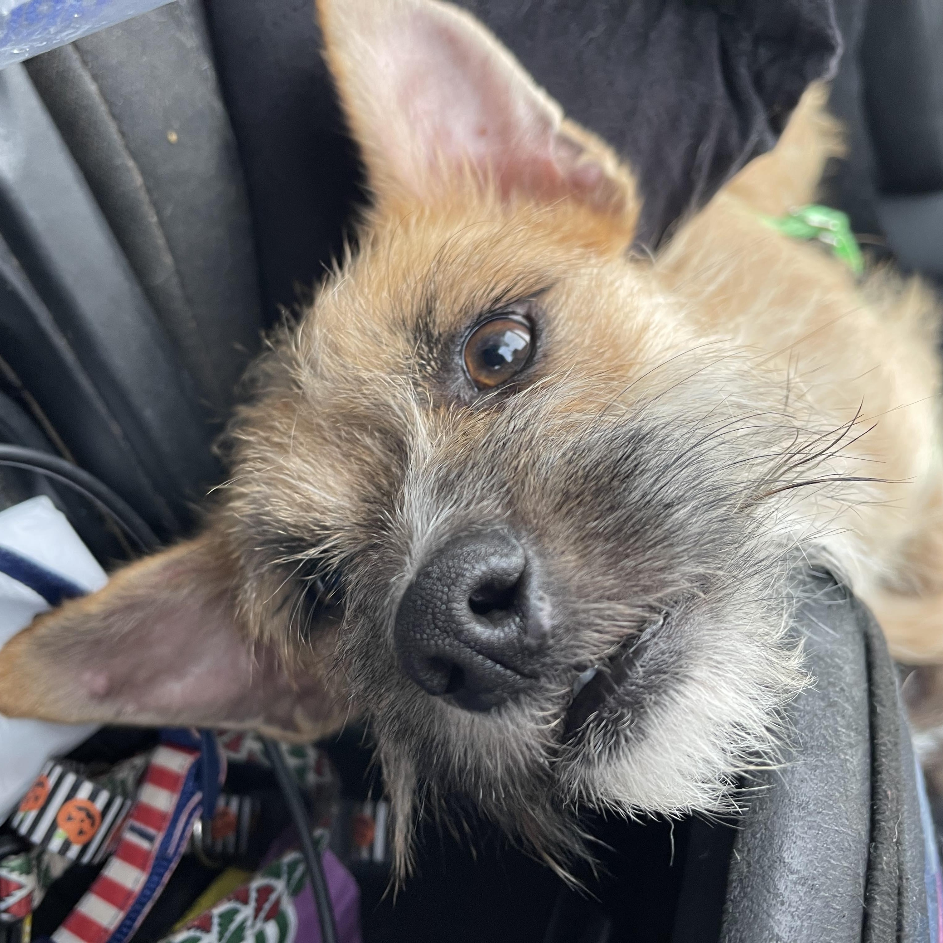 Enlarge DEXTER 1 yr 10 lbs, a ADOPTABLE mixed breed in san diego, CA image 3/4