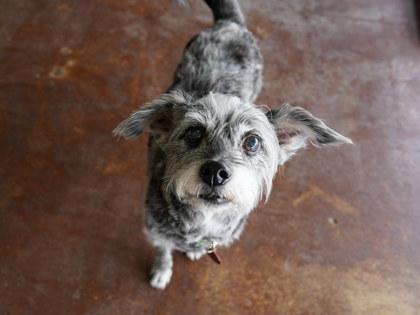 Schmidt, adopted, Adult Male Schnauzer & Fox Terrier.