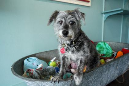 Enlarge Schmidt, an adopted mixed breed in San Antonio, TX image 2/3