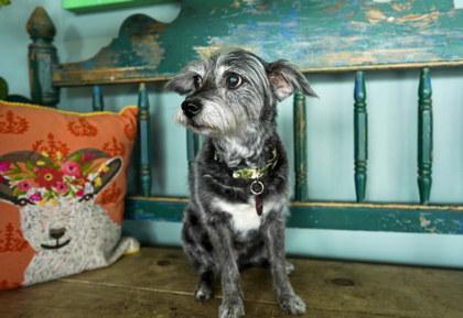 Enlarge Schmidt, an adopted mixed breed in San Antonio, TX image 3/3