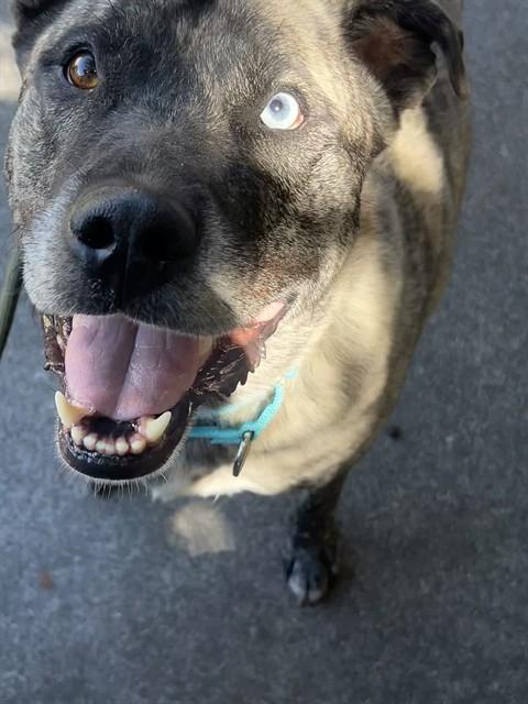 Del, a ADOPTABLE mixed breed in Phoenix, OR image 4/6