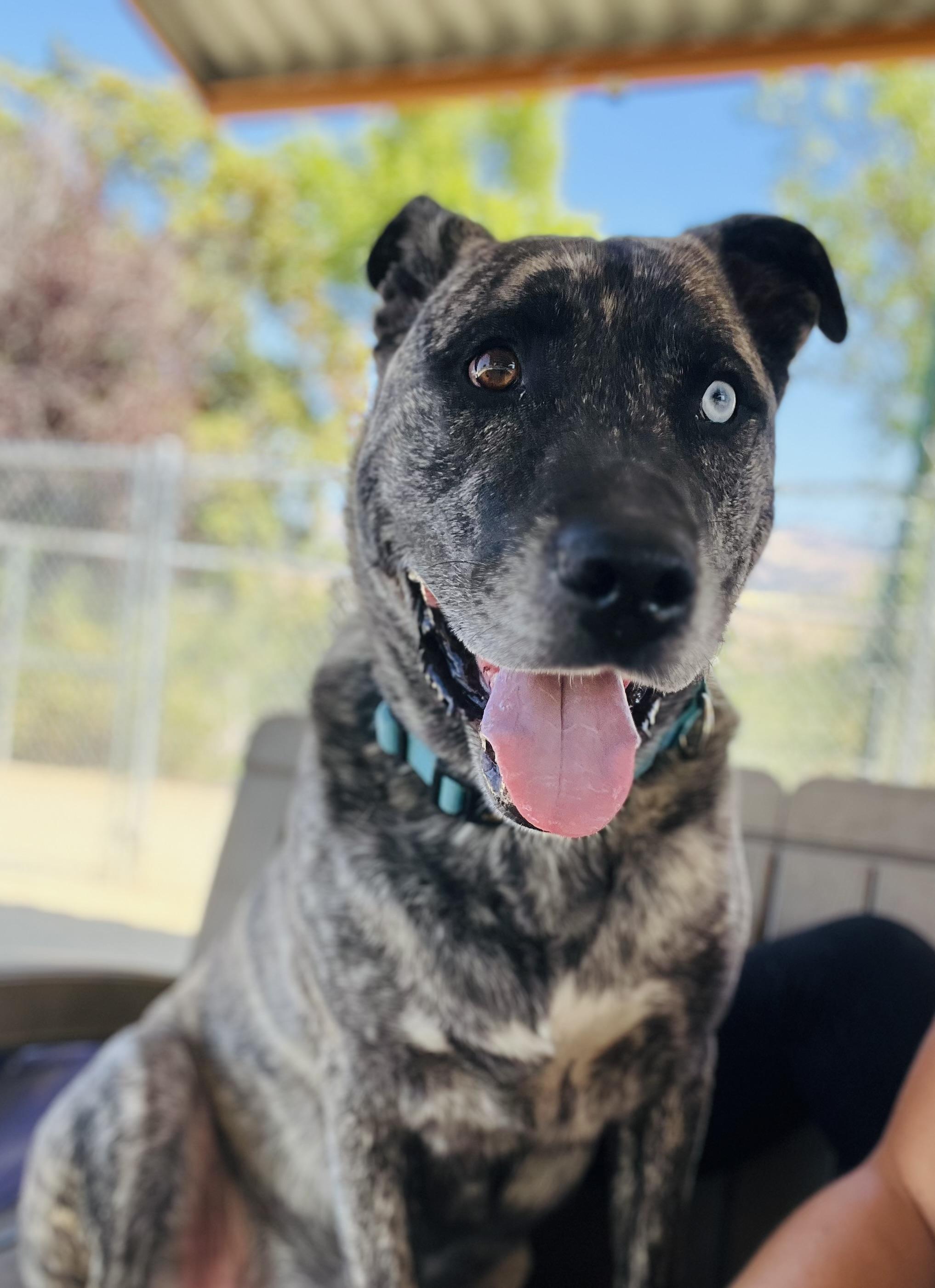 Del, a ADOPTABLE mixed breed in Phoenix, OR image 6/6